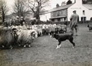 View: ct13041 Sheepdog and Herdwick Sheep, Eskdale