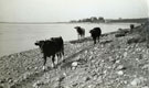 View: ct13071 Cows Grazing at Ravenglass