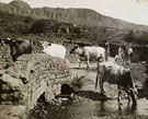 View: ct13131 Cows on a Bridge