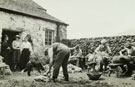 View: ct13147 Sheep Shearing in Progress