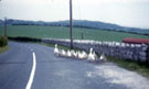 View: ct21473 Geese on the road near Cartmel