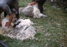 View: ct21482 Sheep clipping at Milnthorpe