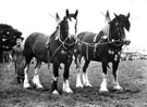 View: ct29471 Award winning horses, Westmorland County Show