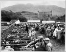 View: ct31674 Eskdale show